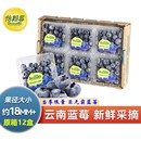 Driscoll 限量18mm 单盒125g可选当季 s怡颗莓云南蓝莓王12盒装
