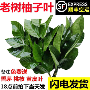 广东新鲜柚子叶去晦气碌柚叶沐浴过年打扫乔迁50年老树新鲜采摘