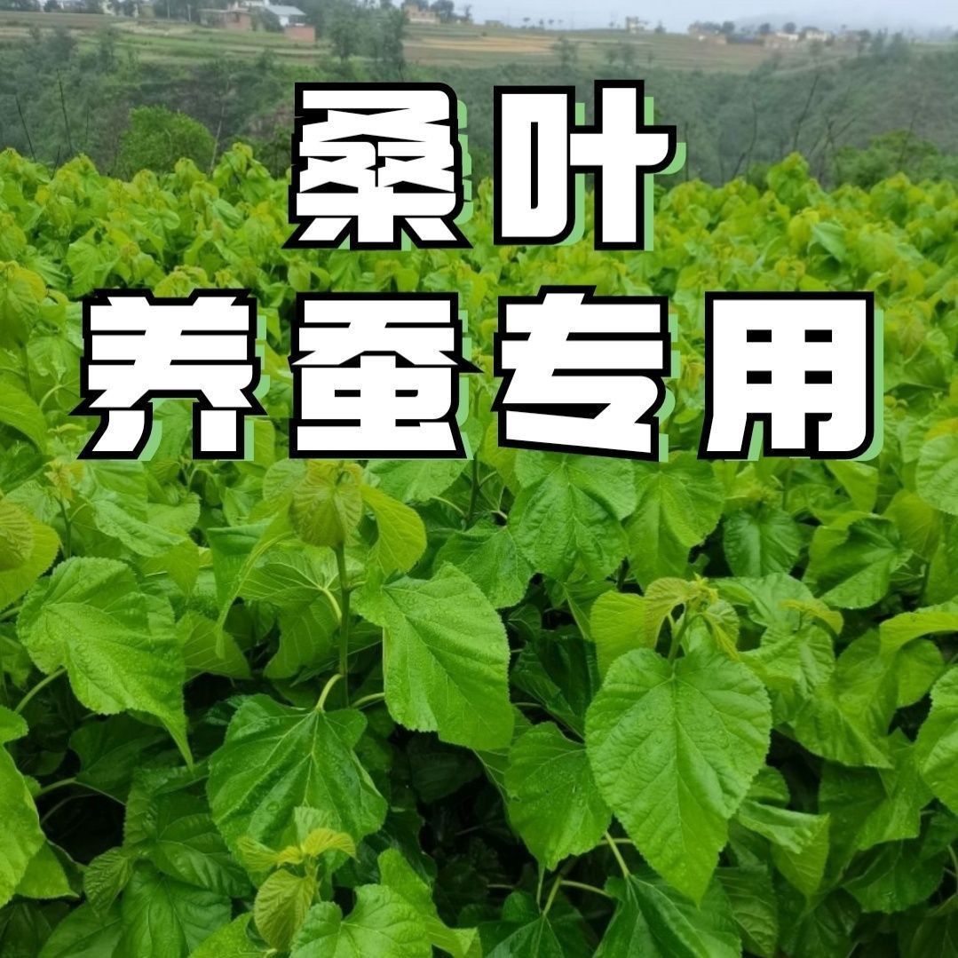 新鲜养蚕桑叶现摘当天发货