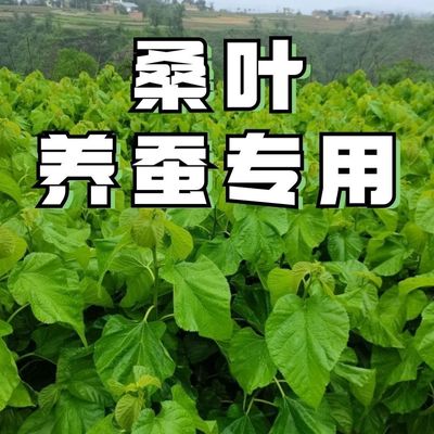 新鲜养蚕桑叶现摘当天发货