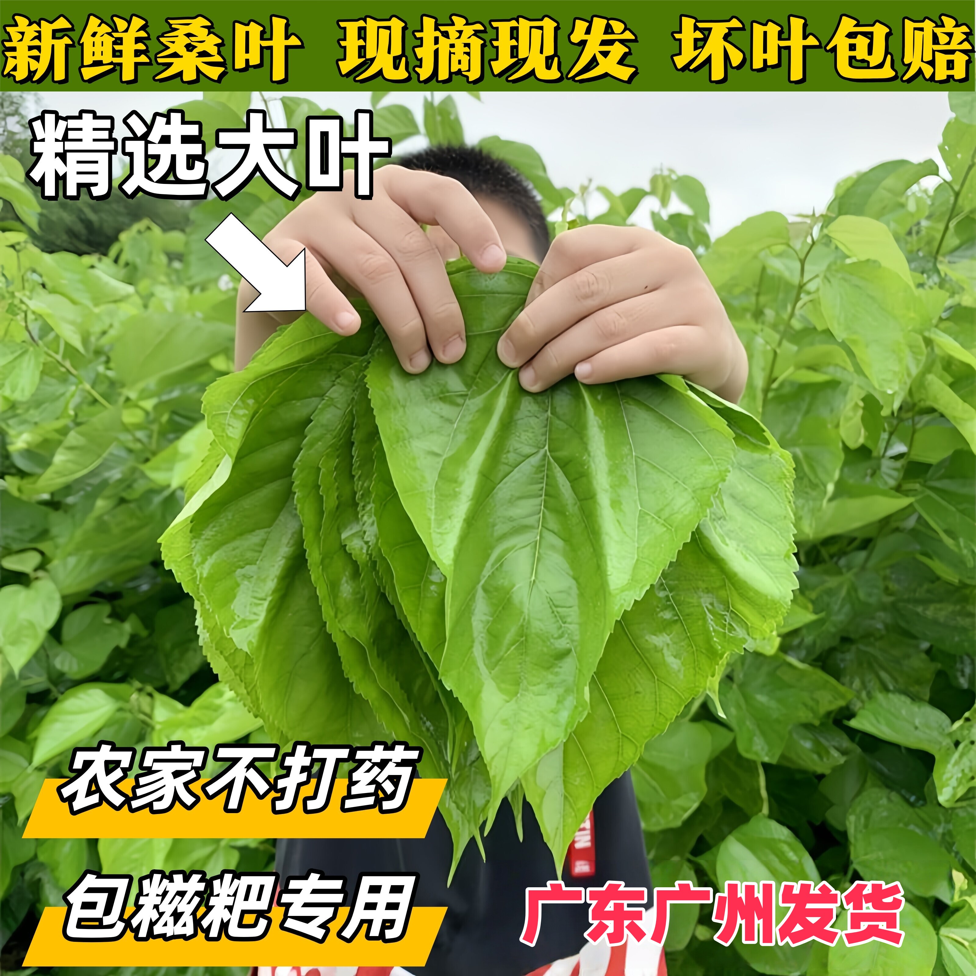 广东清远现摘大叶桑叶可食用图片