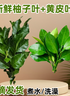 广东老树柚子叶黄皮叶去晦气祈福转运沐浴乔迁新居带枝