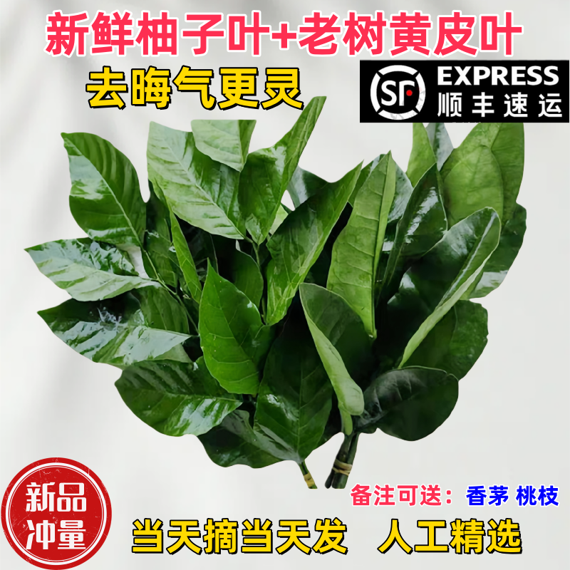 广东新鲜柚子叶去晦气碌柚叶沐浴过年打扫乔迁50年老树新鲜采摘