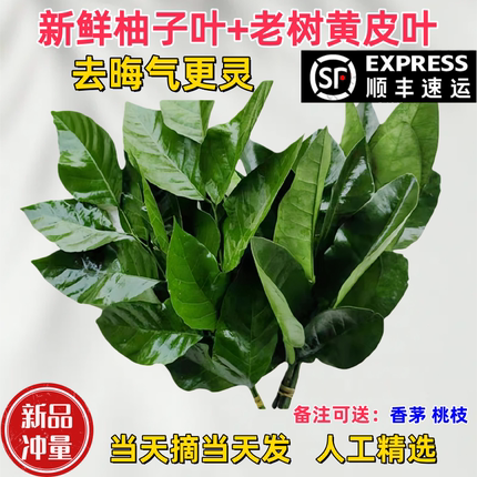 广东新鲜柚子叶去晦气碌柚叶沐浴过年打扫乔迁50年老树新鲜采摘