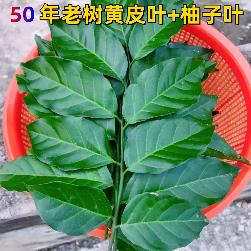 新鲜黄皮叶老树纯天然开运