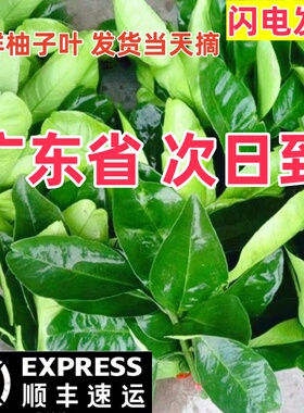 新鲜柚子叶碌柚叶乔迁新居柚子叶去晦气柚子叶配黄皮叶包邮新鲜
