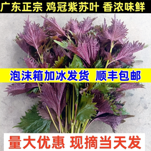 广东正宗鸡冠紫苏老品种去腥提鲜牛蛙海鲜调料单面绿新鲜紫苏叶