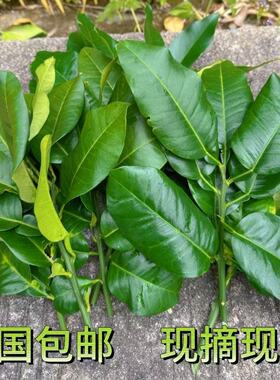 叶碌柚叶乔迁新居叶去晦气叶配黄皮叶新鲜沙田柚柚子叶容县沙田柚