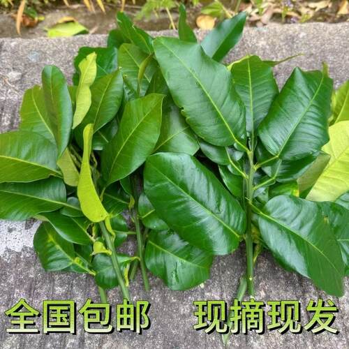 柚子叶去晦气煮水洗澡打扫