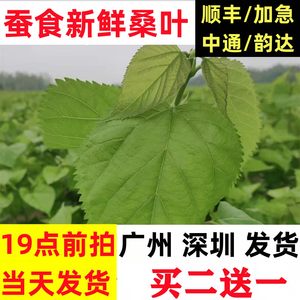 新鲜桑叶蚕宝宝食物小蚕食用