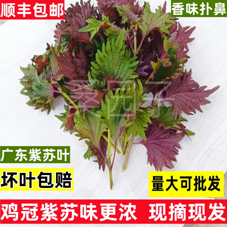 鸡冠紫苏叶新鲜现摘广东发货