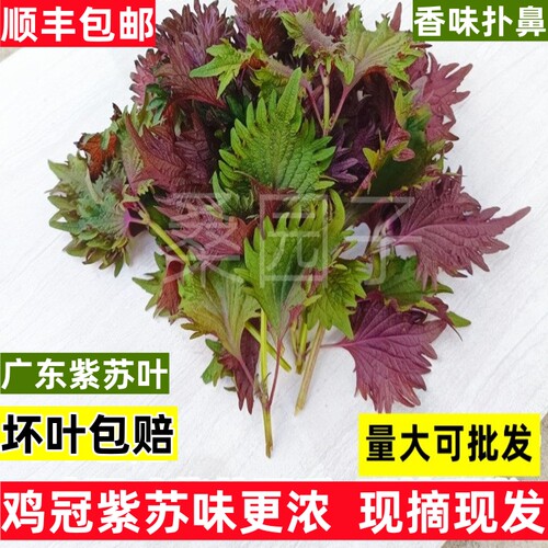 鸡冠紫苏叶新鲜现摘广东发货