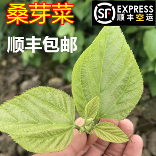 桑叶新鲜嫩桑叶食用桑叶芽农家自种桑树叶现摘现发桑芽菜