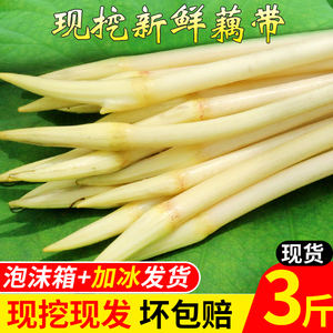 湖北嘉鱼嫩莲藕带新鲜现挖现发5