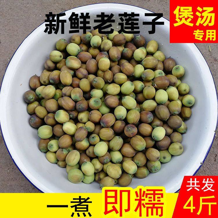 2023湖北新鲜老莲子米煲汤粉糯发