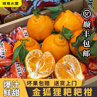 上嘉金狐狸春见耙耙柑原箱大果精选柑橘爆橘新鲜现摘礼盒顺丰包邮