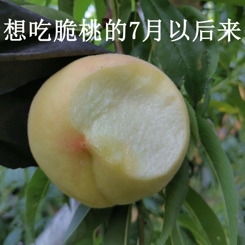 山东蒙阴露天白桃红桃北京8号纯甜不软7月20号左右发请先收藏加购