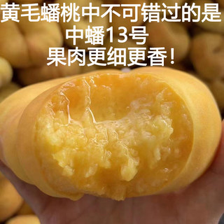 山东蒙阴蜜桃露天应季黄金毛蟠桃孕妇孩子放心吃5斤脆软两吃