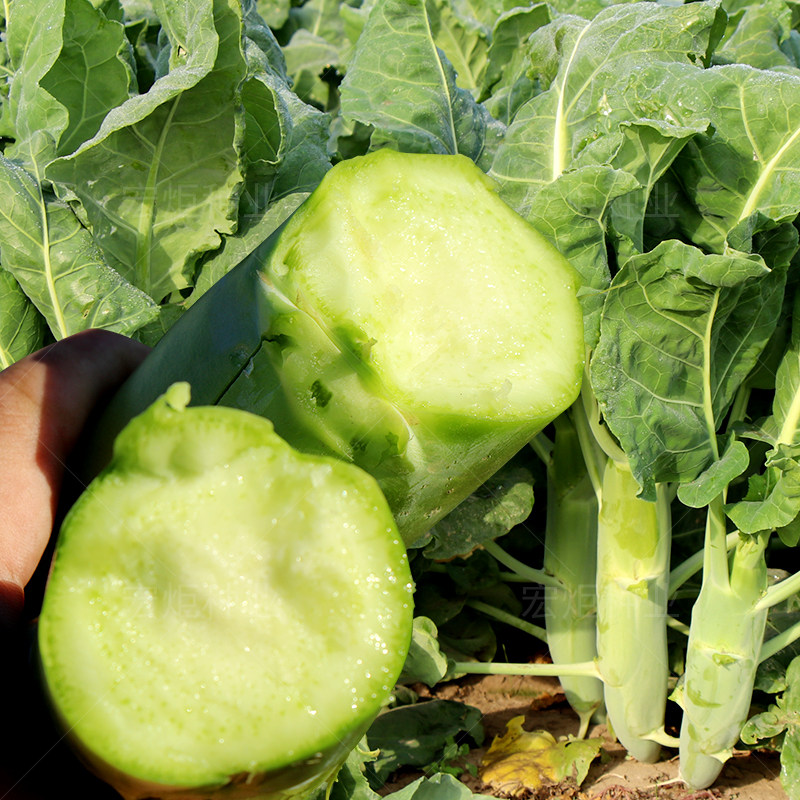 大芥兰种子种孑大茎粗茎芥蓝种籽甜脆粗条四季广东蔬菜农家种植