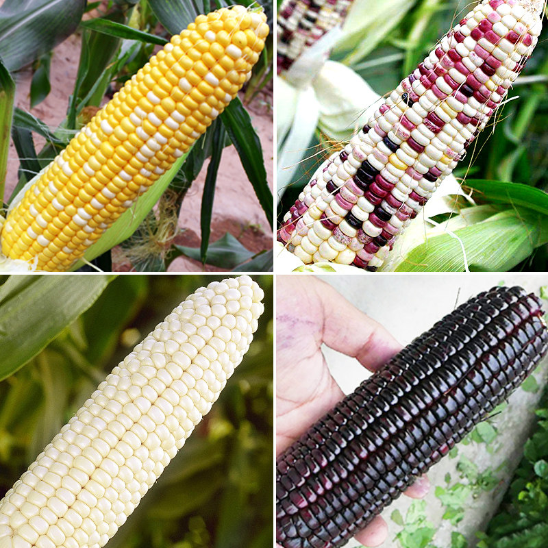 玉米种籽 高产大田 香甜杂交 糯玉米种 春季 玉米种 超甜玉米种籽