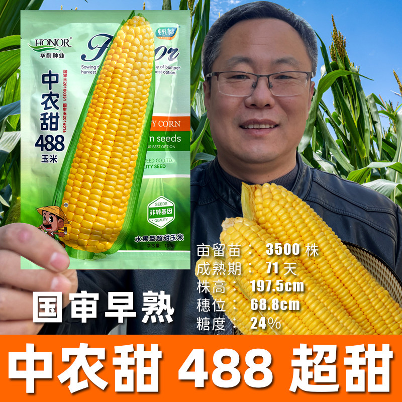 宏炬玉米种子测试推荐超甜