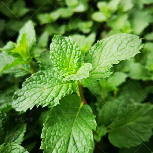 香水驱蚊可食用四季薄荷种子
