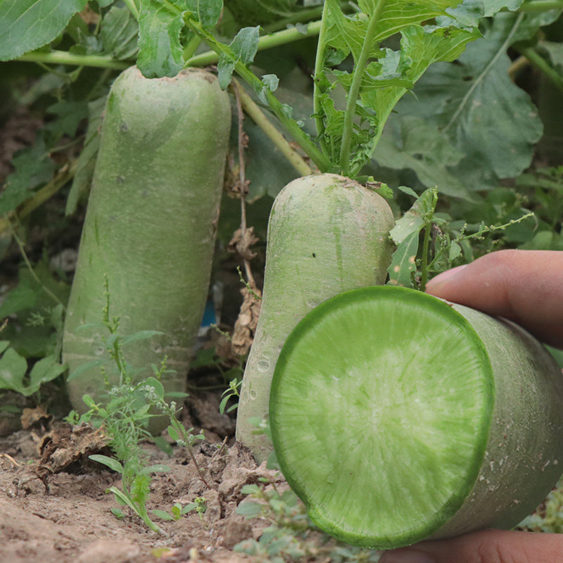 沙窝萝卜种籽 天津甜正宗水果萝卜甜脆沙窝天津沙窝水果青萝卜种