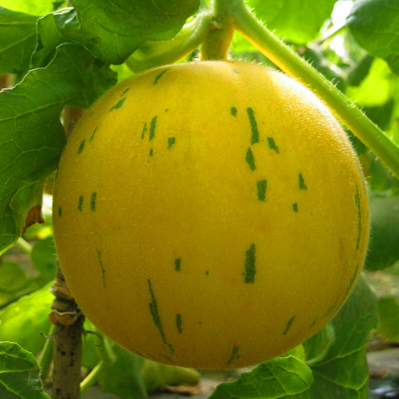 月露甜瓜种孑香瓜流星蜜瓜