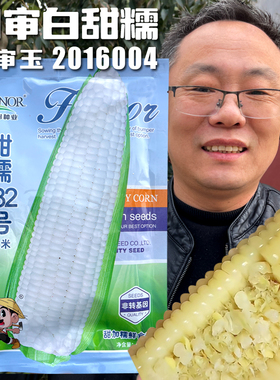 白甜糯182玉米种子 甜加糯 黏甜玉米种籽 秋季春季大棒白糯玉米籽
