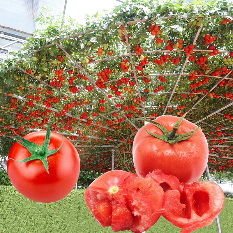 树番茄树种子 西红柿小番茄四季种籽 盆栽 树型番茄种籽 番茄树种