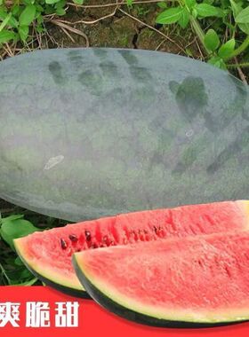 西瓜种籽 黑皮西瓜种子抗病黑老大黑蜜王西瓜种子高产四季