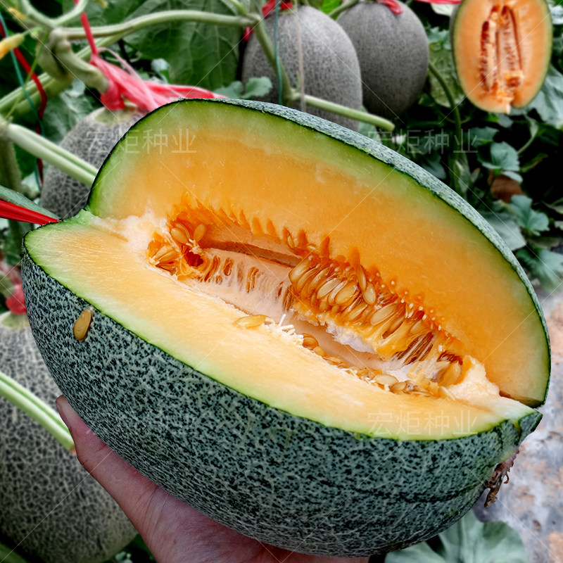 西州蜜种子 网纹甜瓜种籽 新疆哈密瓜种孑 特大红肉四季超甜水果