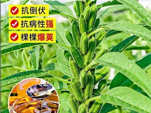 必看抗倒伏白芝麻種子矮桿高產(chǎn)春秋可種榨油首選品質(zhì)優(yōu)耐重茬種植