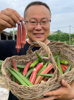 黄秋葵种籽 红秋葵种籽 秋葵种植 秋葵种孑 黄秋葵种子红秋葵种子