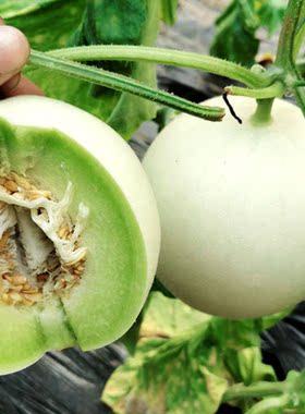 甜瓜种子大全 香瓜种子大全羊角蜜哈密瓜白沙蜜香瓜甜瓜种籽盆栽