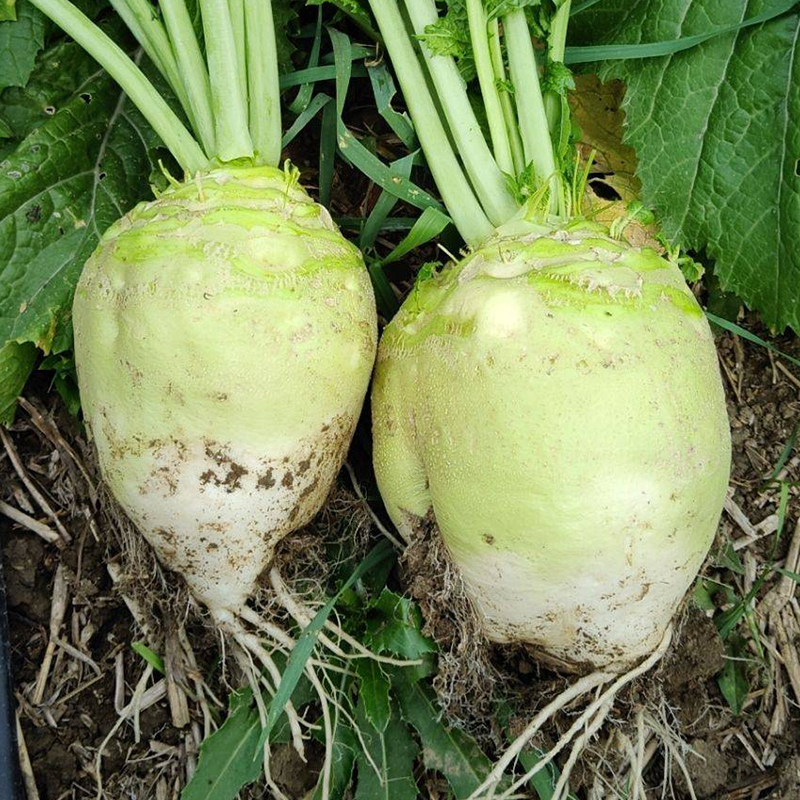 光头芥菜种子 芥菜疙瘩种籽 根芥种孑 北方咸菜拉辣疙瘩 蔬菜种子