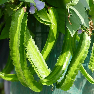 四棱豆种子 龙豆种子 翼龙豆种子 豆角种子 豆角种籽 豆角种孑
