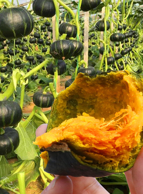 板栗贝贝小南瓜种籽贝贝南瓜种子板栗味贝贝南瓜种籽贝贝南瓜秧苗