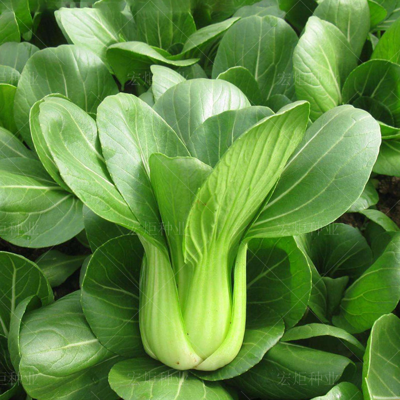 杂交矮脚靓冠青梗菜种子 上海青油菜种子籽四季播蔬菜籽包邮