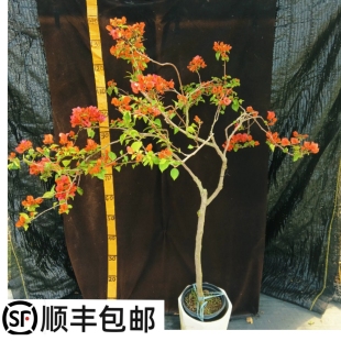 绿野花乡 绿叶橙变色三角梅勤花耐热老桩高飘垂枝原盆一物一拍
