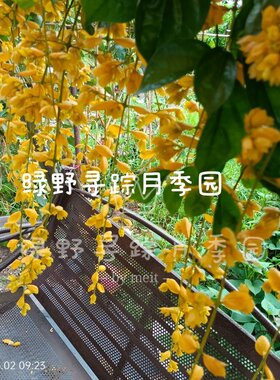 黄金藤沃尔夫狼藤黄金瀑布爬藤垂吊多年生花卉耐热耐晒开花机器
