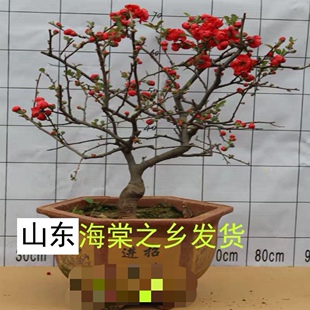 海棠长寿冠日本海棠一物一拍花苗红色重瓣办公室内外阳台客厅 四季