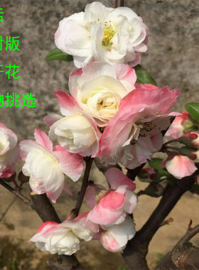 四季海棠日本品种彩玉变色