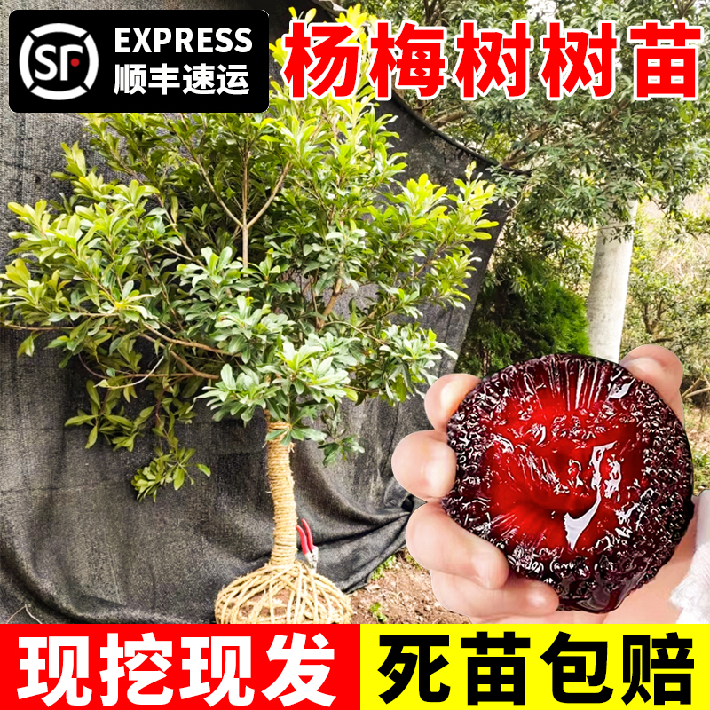 东魁杨梅树树苗梅苗特大南方北方种植地栽当年结果杨梅苗当年结果