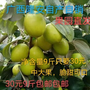 新鲜采摘蜜丝大青枣当季金丝蜜广西隆安果园自产自销整箱5斤包邮