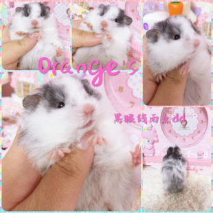 包子脸长毛稀有黑/火眼线雨点熊 假面雨点陨石臭鼬金丝熊仓鼠活体在类目 宠物/宠物食品及用品, 仓鼠类及其它小宠, 仓鼠中 - 来自Buy2taobao.com提供专业的淘宝代购服务