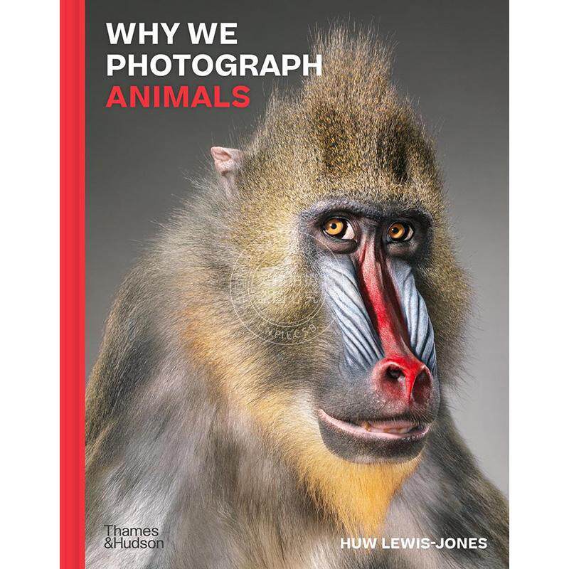 我们为什么拍摄动物 生态摄影 Thames & Hudson出版社 英文原版 Why We Photograph Animals