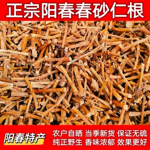 野生 春砂仁根正宗阳春春砂仁干根 煲汤煮水 农家自晒砂仁根250克