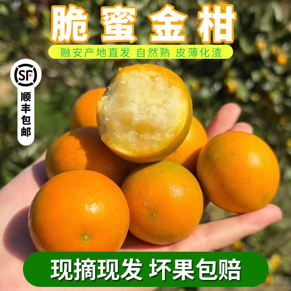 正宗广西融安脆蜜金柑第三代金桔纯甜多汁自家果园直发独立包装,水产肉类/新鲜蔬果/熟食,桔子,淘宝优惠券,粉丝福利购,淘宝优惠卷