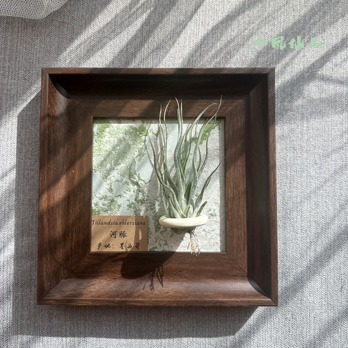 小凤仙儿空气凤梨套餐懒人现代装饰画框桌面墙上深棕色相框5寸